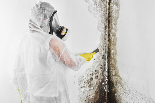 Best Office Mold Removal Services  in Eastern Goleta Valley, CA