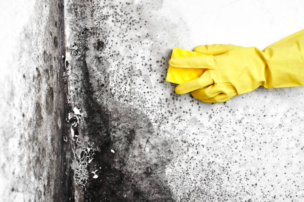 Best Professional Mold Removal  in Eastern Goleta Valley, CA