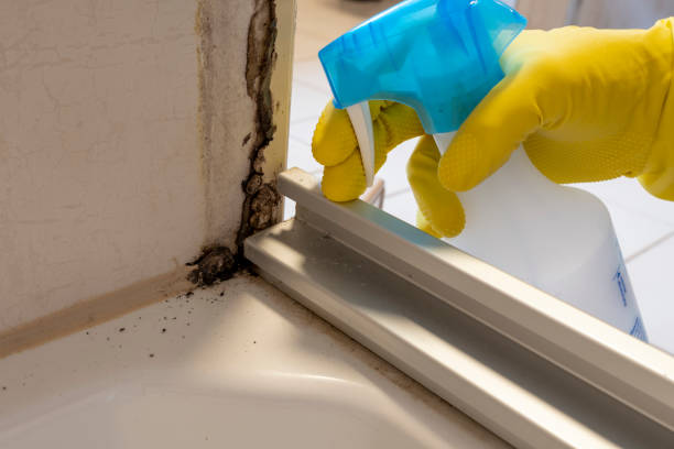 Best Same-Day Mold Removal  in Eastern Goleta Valley, CA