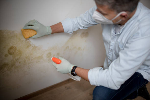 Best Best Mold Removal Companies  in Eastern Goleta Valley, CA