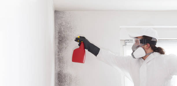 Best Fast Mold Removal  in Eastern Goleta Valley, CA