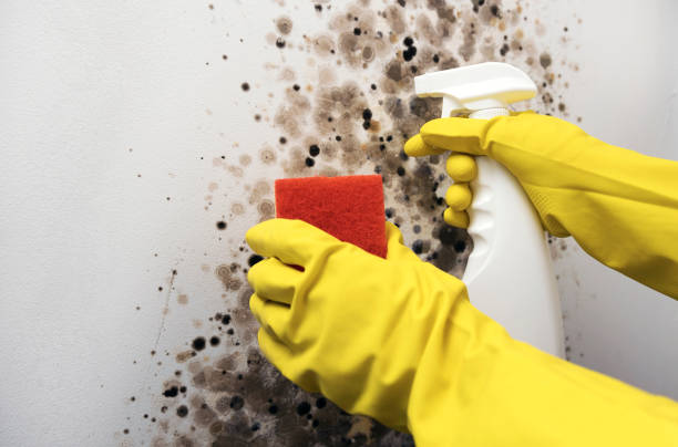 Best Mold Testing  in Eastern Goleta Valley, CA