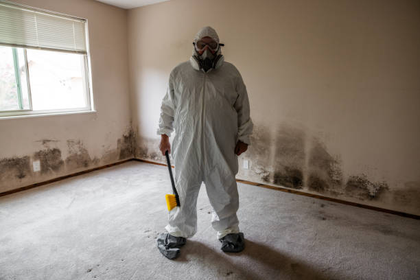 Certified Mold Removal in Eastern Goleta Valley, CA