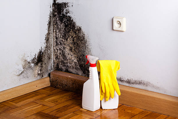 Best Mold Removal Company Near Me  in Eastern Goleta Valley, CA