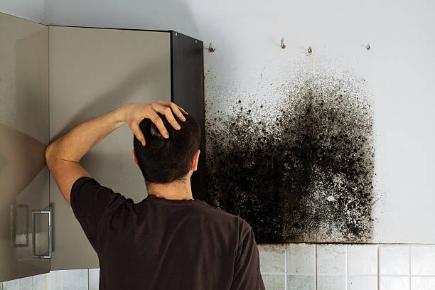 Reliable Eastern Goleta Valley, CA Mold Removal Solutions