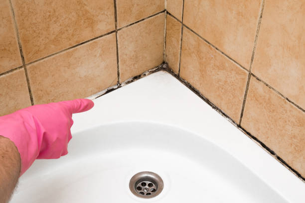 Mold Testing and Removal in Eastern Goleta Valley, CA